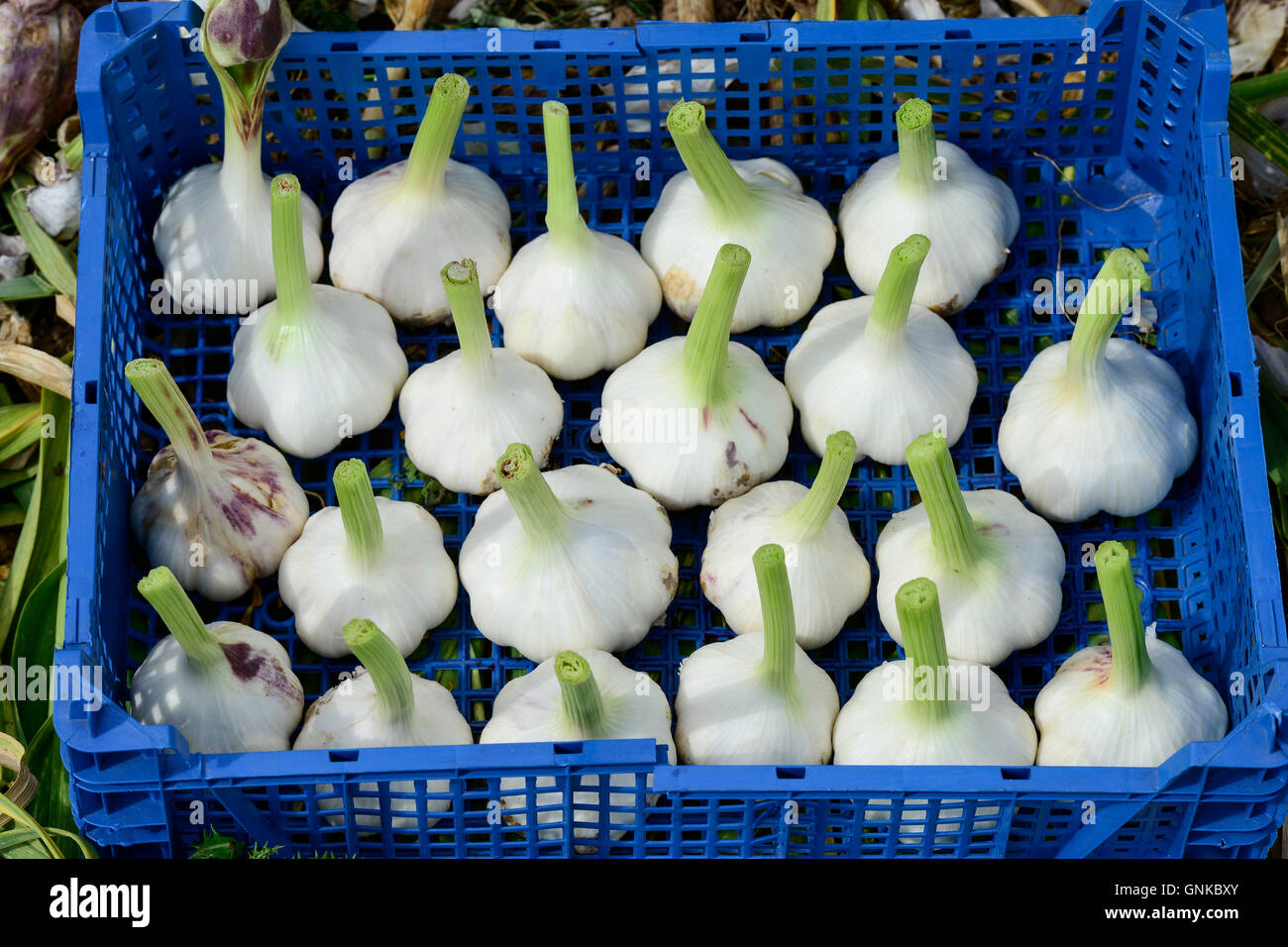 Deutschland Witzenhausen Knoblauch Die Landwirtschaft Auf Der