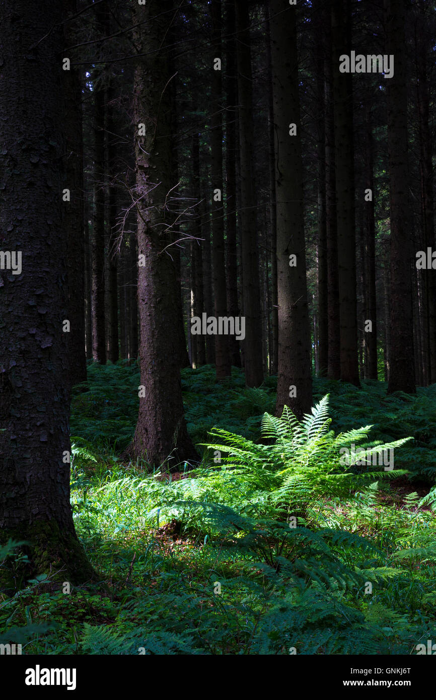 Woodland-Szene und Urwald von hohen Bäumen und Farnen schaffen Licht und Schatten gefleckte Sonnenlicht in Dänemark Stockfoto