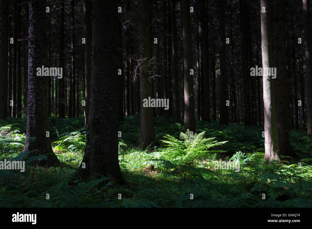Woodland-Szene und Urwald von hohen Bäumen und Farnen schaffen Licht und Schatten gefleckte Sonnenlicht in Dänemark Stockfoto