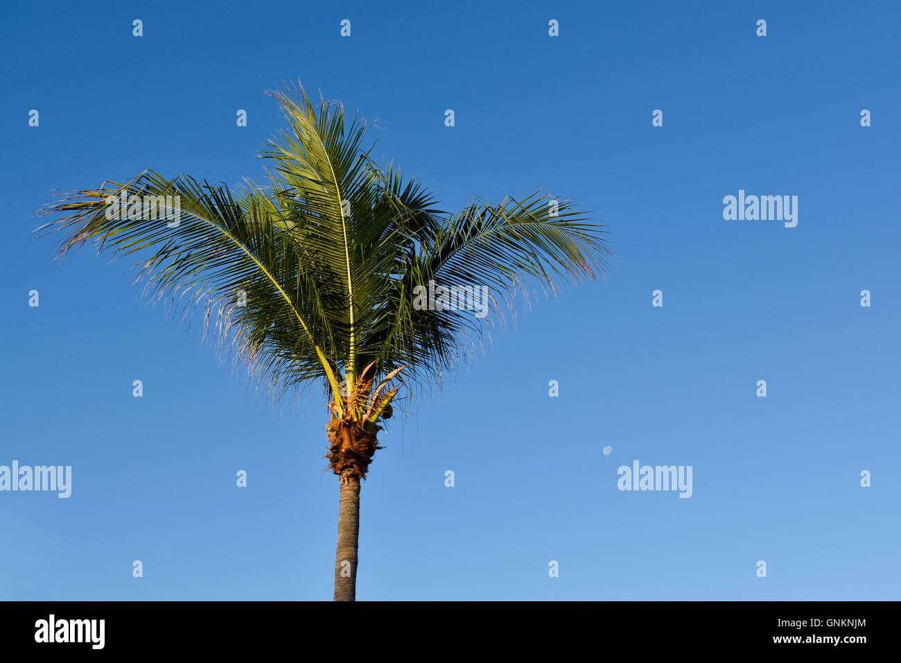 Kokospalme und Mond am frühen Morgen über dem Pazifischen Ozean in Mexiko Stockfoto
