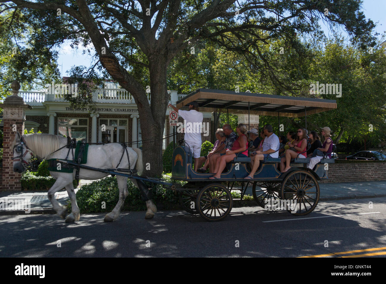 PFERD GEZEICHNETEN WAGEN FAHRT MEETING STREET DOWNTOWN CHARLESTON SOUTH CAROLINA USA Stockfoto