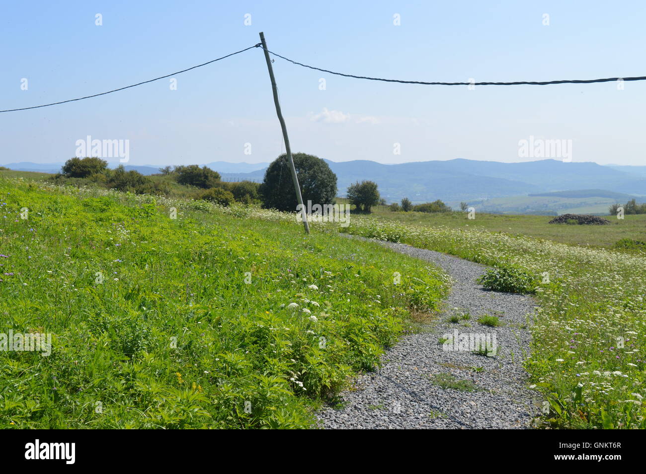 Ein Weg durch ein Feld Stockfoto