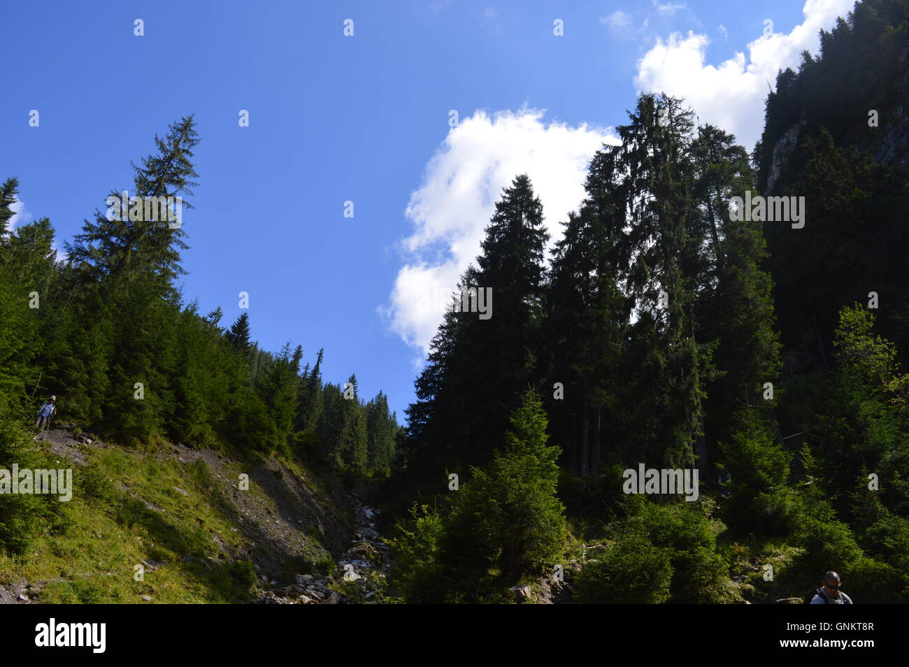 Flussbett in einem Wald Stockfoto