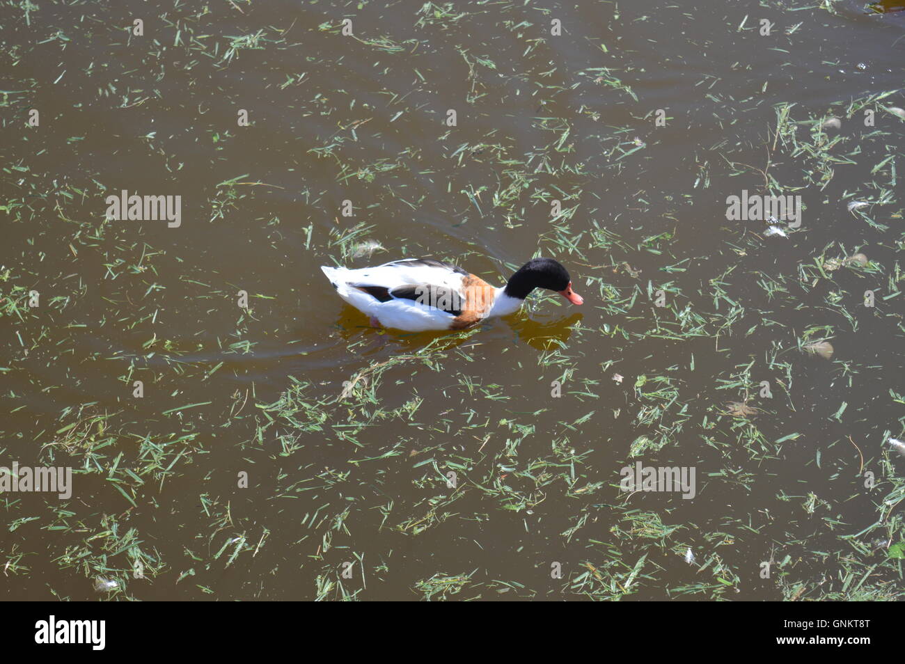 Eine Ente auf einem See Stockfoto