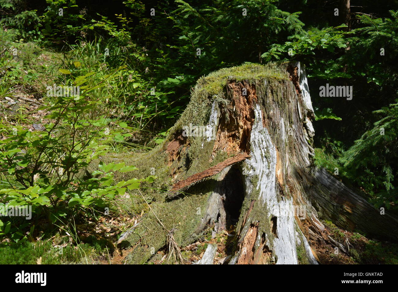 Baumstumpf mit Moos bedeckt Stockfoto