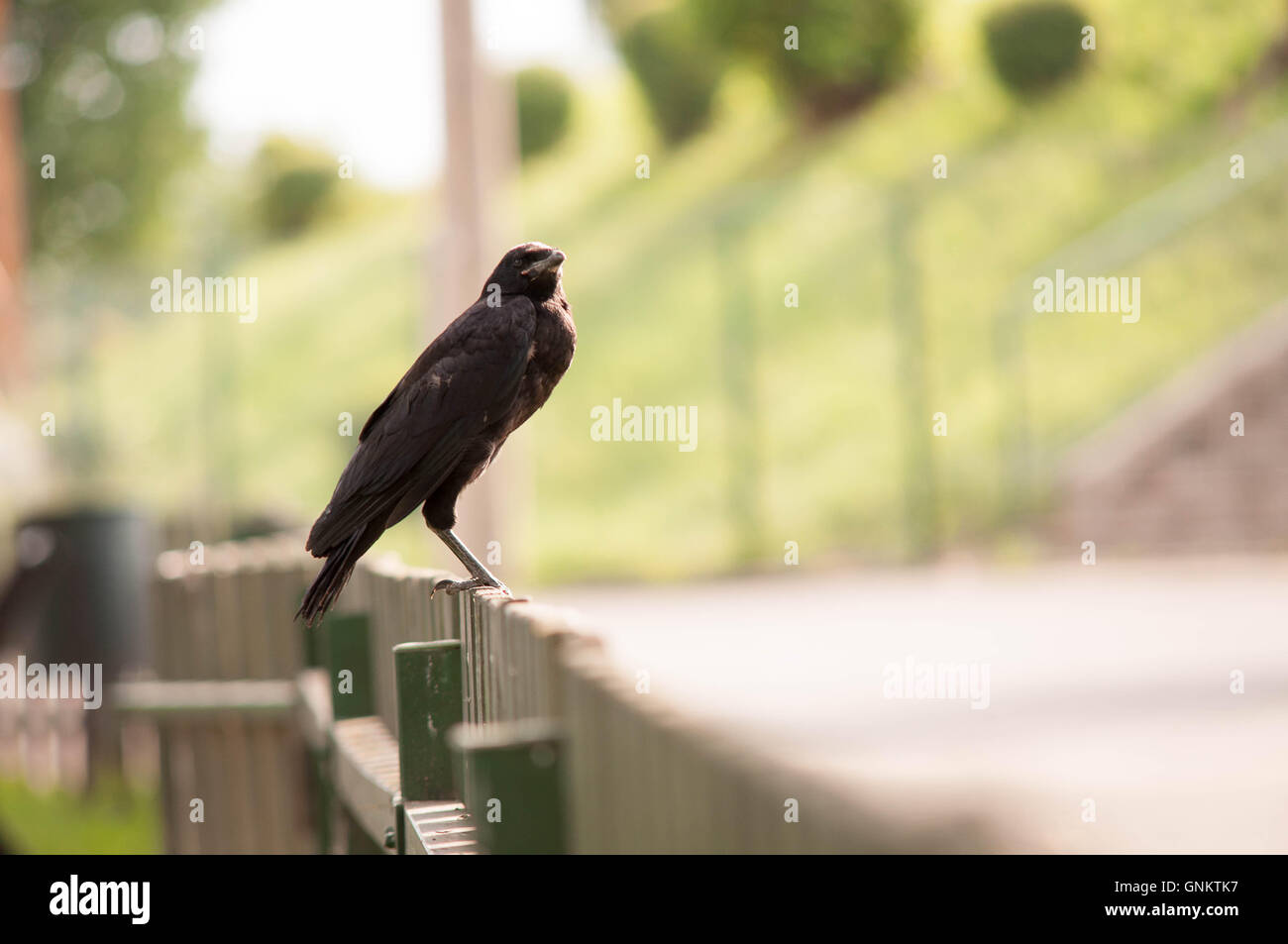 Elster am Zaun. Stockfoto
