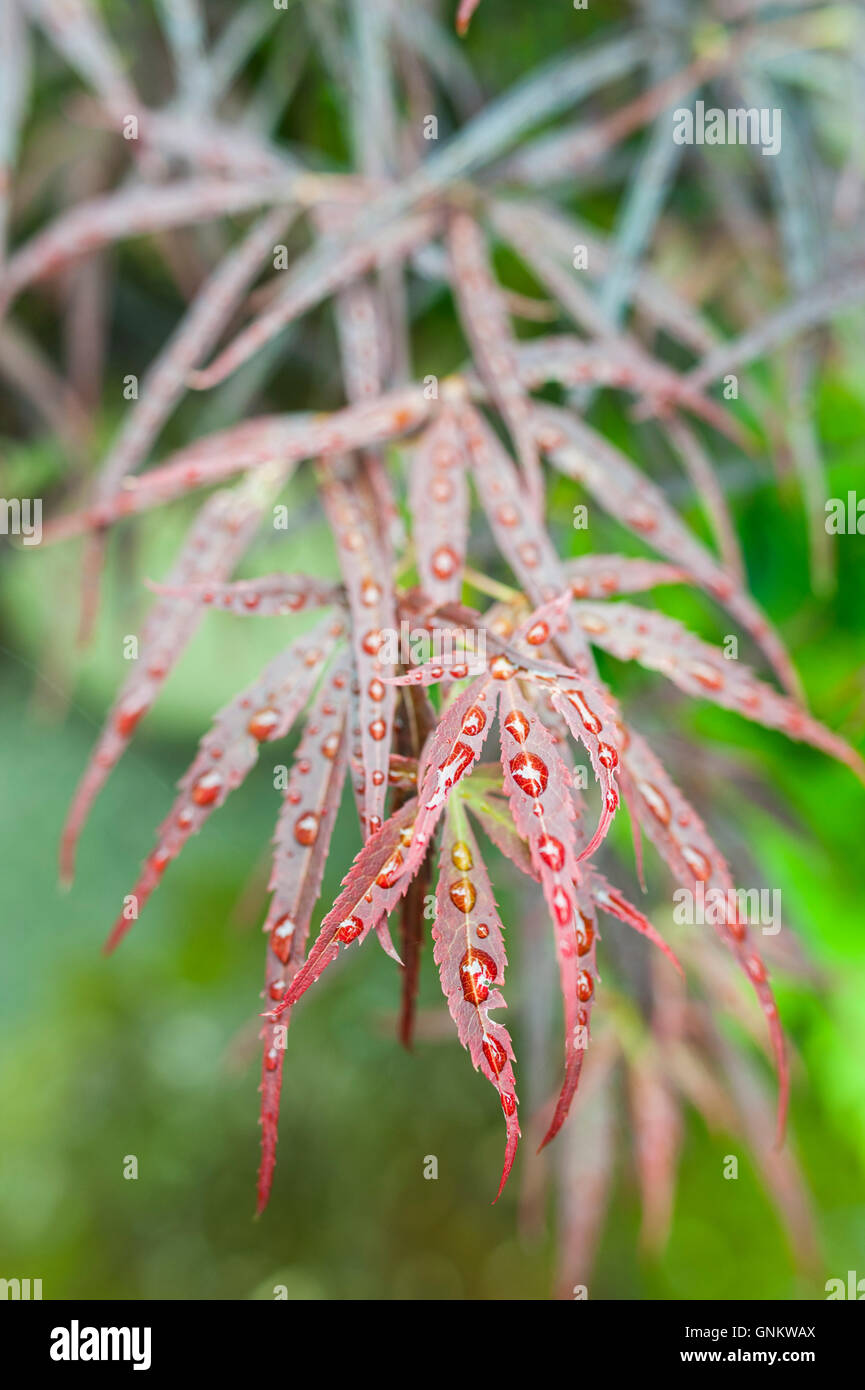Japanischer ahorn acer palmatum matsumurae baum Fotos und
