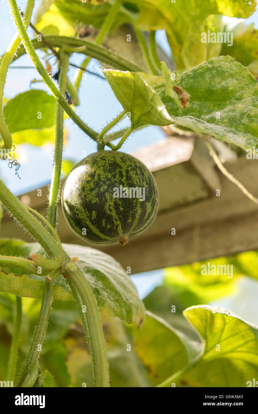 Bild von einem grünen Kürbis im Gewächshaus. Stockfoto