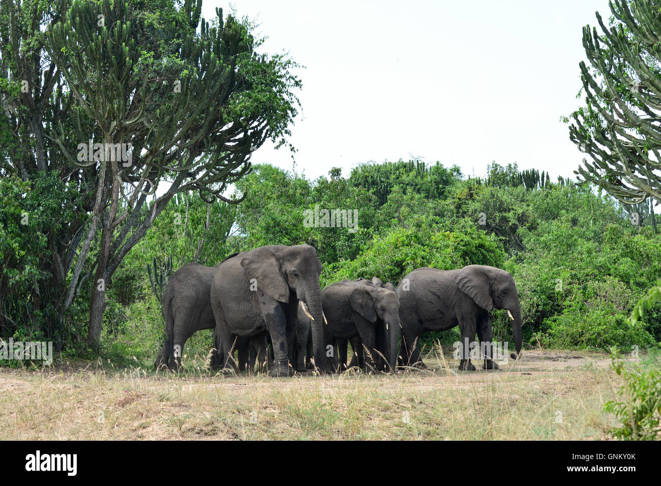 Glücklich Elefantenfamilie in Queen Elizabeth National Park Stockfoto