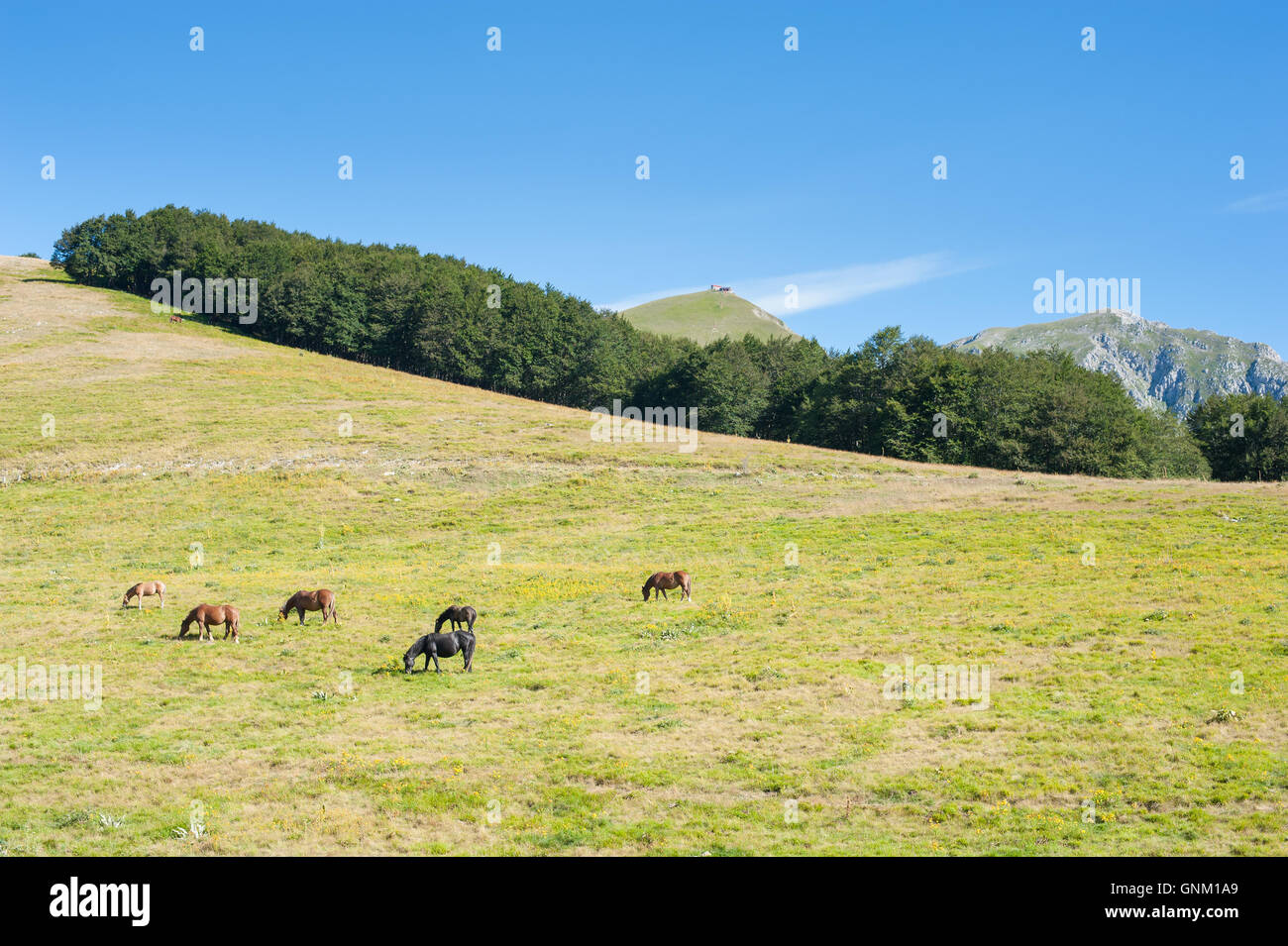 Kostenlos wilde Pferde weiden, Wald und Gebirge mit blauen Himmel im Hintergrund, grüne große Wiese Stockfoto