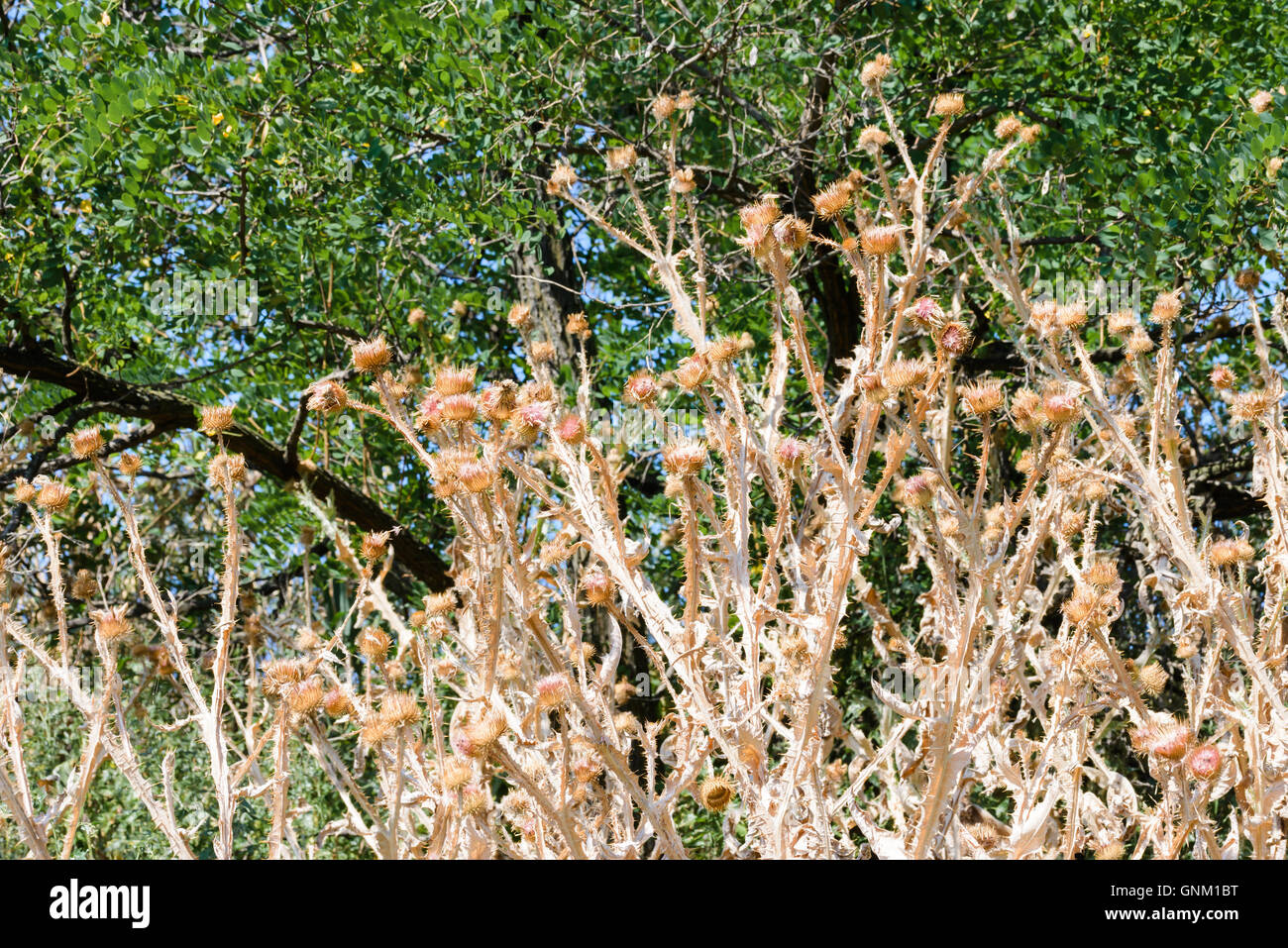 Trockenen Cirsium Vulgare, auch als Kratzdistel, Bull Distel oder gemeinsame Distel, wächst auf dem Hügel in der Nähe des Sees. Kiew, Uk Stockfoto