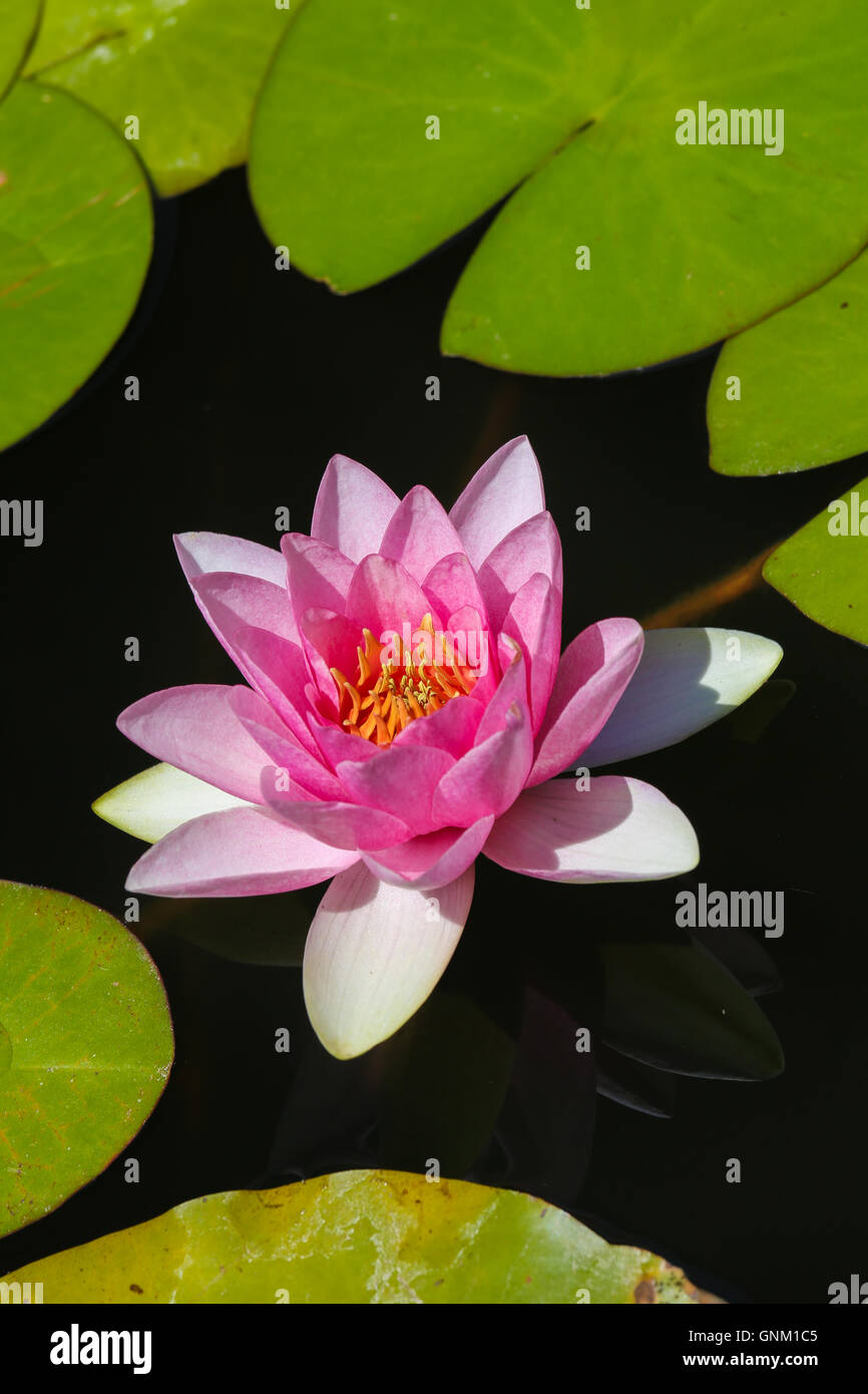 Schöne Seerose im Monserrate Palace in Sintra, Portugal Stockfoto