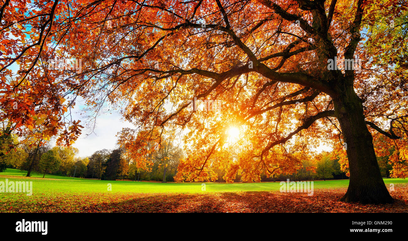 Schöne Eiche auf einer Wiese mit der Einstellung Herbstsonne scheint warm durch seine Blätter Stockfoto