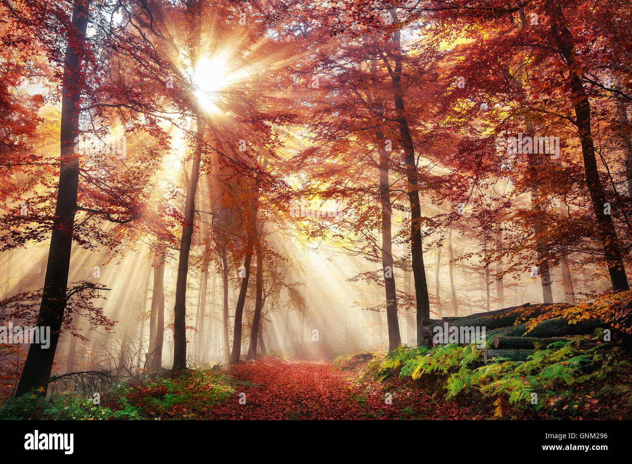 Strahlen des Berstens Sonnenlicht in einem nebligen Wald mit roten und goldenen Farben im Herbst Stockfoto