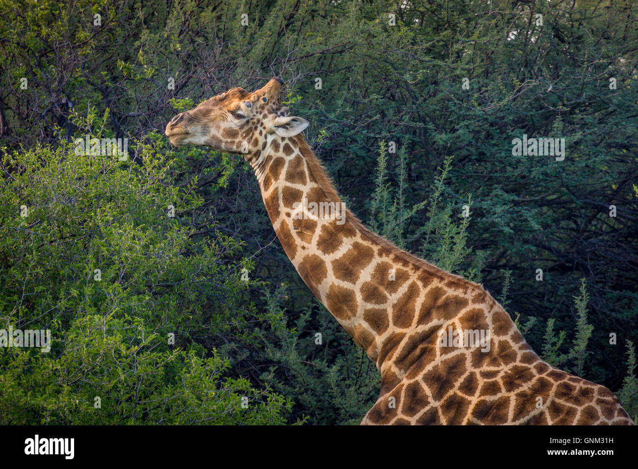 Giraffe Beweidung auf die Bäume, Etosha Nationalpark, Namibia, Afrika Stockfoto