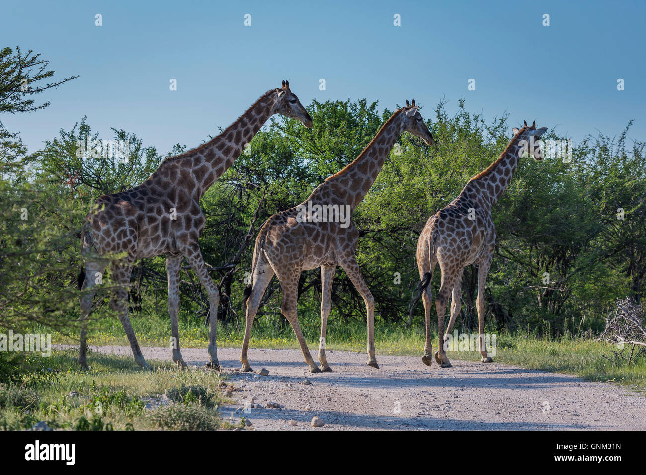 Giraffen, überqueren die Straße, Etosha Nationalpark, Namibia, Afrika Stockfoto