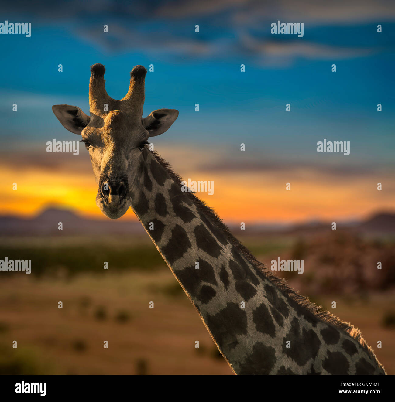 Giraffe, Etosha Nationalpark, Namibia, Afrika Stockfoto
