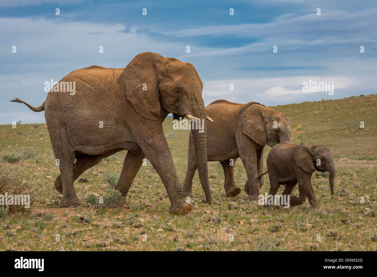 Elefanten, Etosha Nationalpark, Namibia, Afrika * Stockfoto