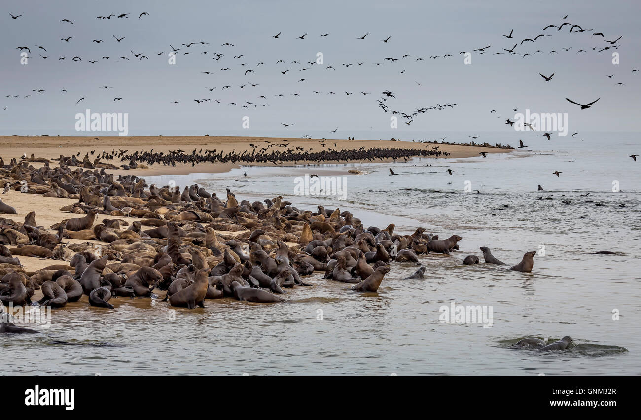 Robben, Pelican Point, Walvis Bay, Namibia, Afrika Stockfoto