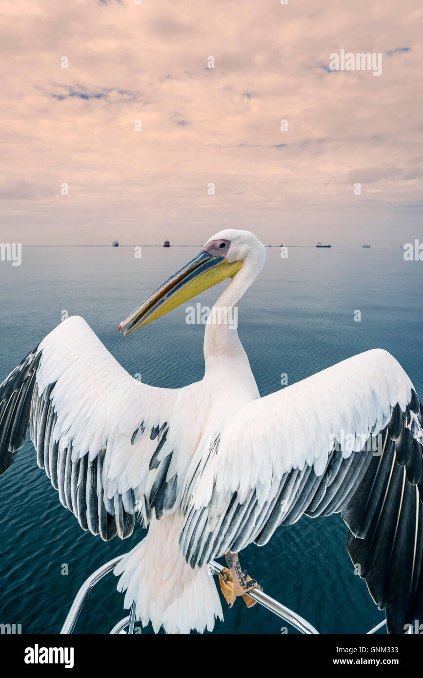 Pelikan in Walvis Bay, Namibia, Afrika Stockfoto