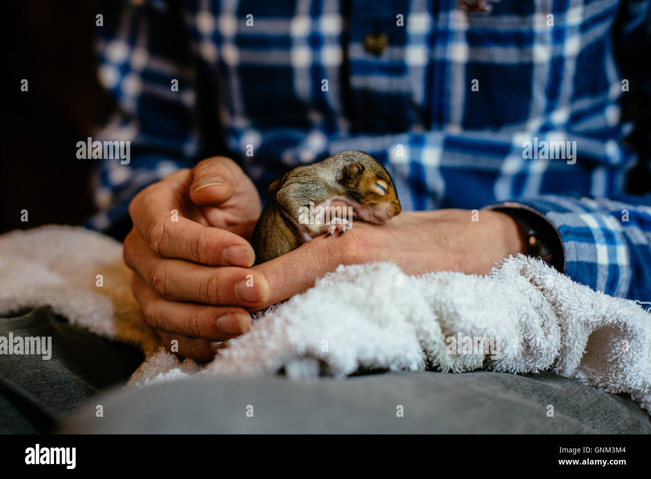 Mann mit Tattoos halten drei Wochen alten Baby-Eichhörnchen Stockfoto