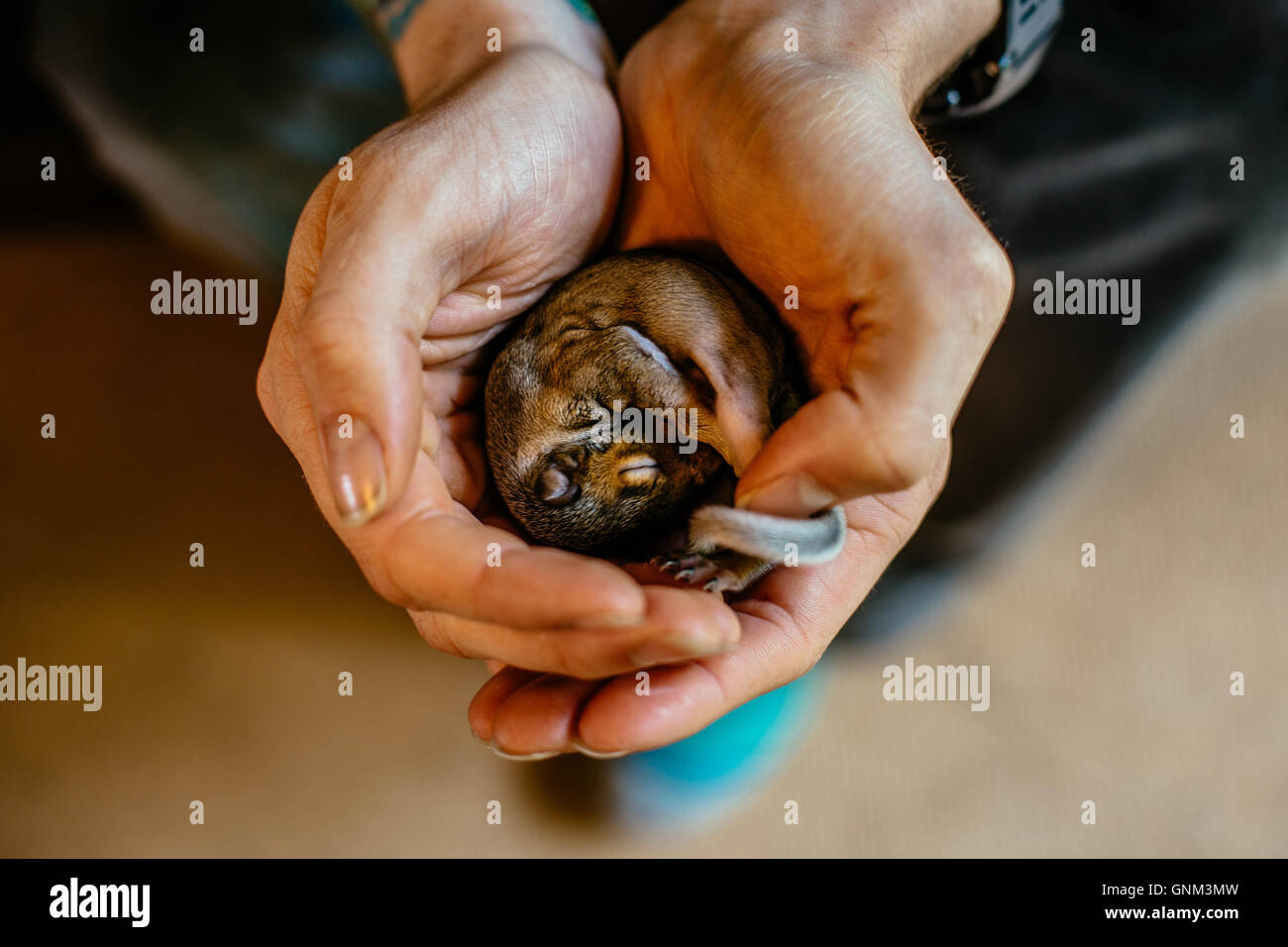 Schlafenden Baby-Eichhörnchen gewiegt in mans Hände Stockfoto