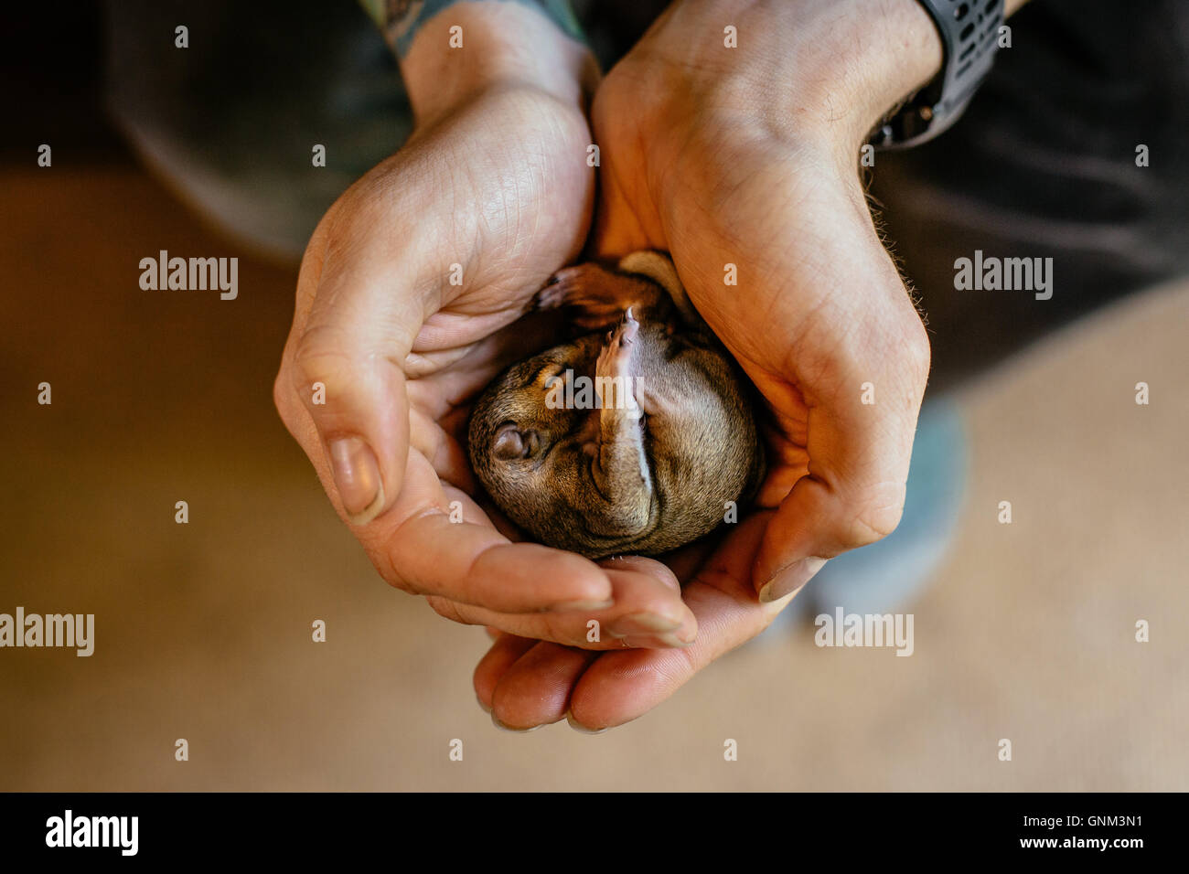 Drei Wochen alten schlafen Baby-Eichhörnchen gewiegt in mans Hände Stockfoto