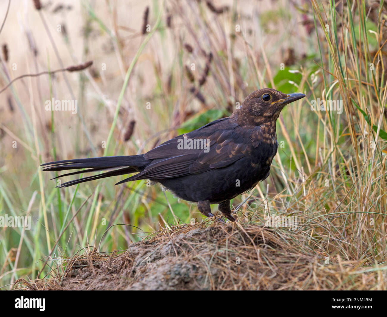 Weibliche Amsel thront auf Hügel, Ameisenhaufen Stockfoto