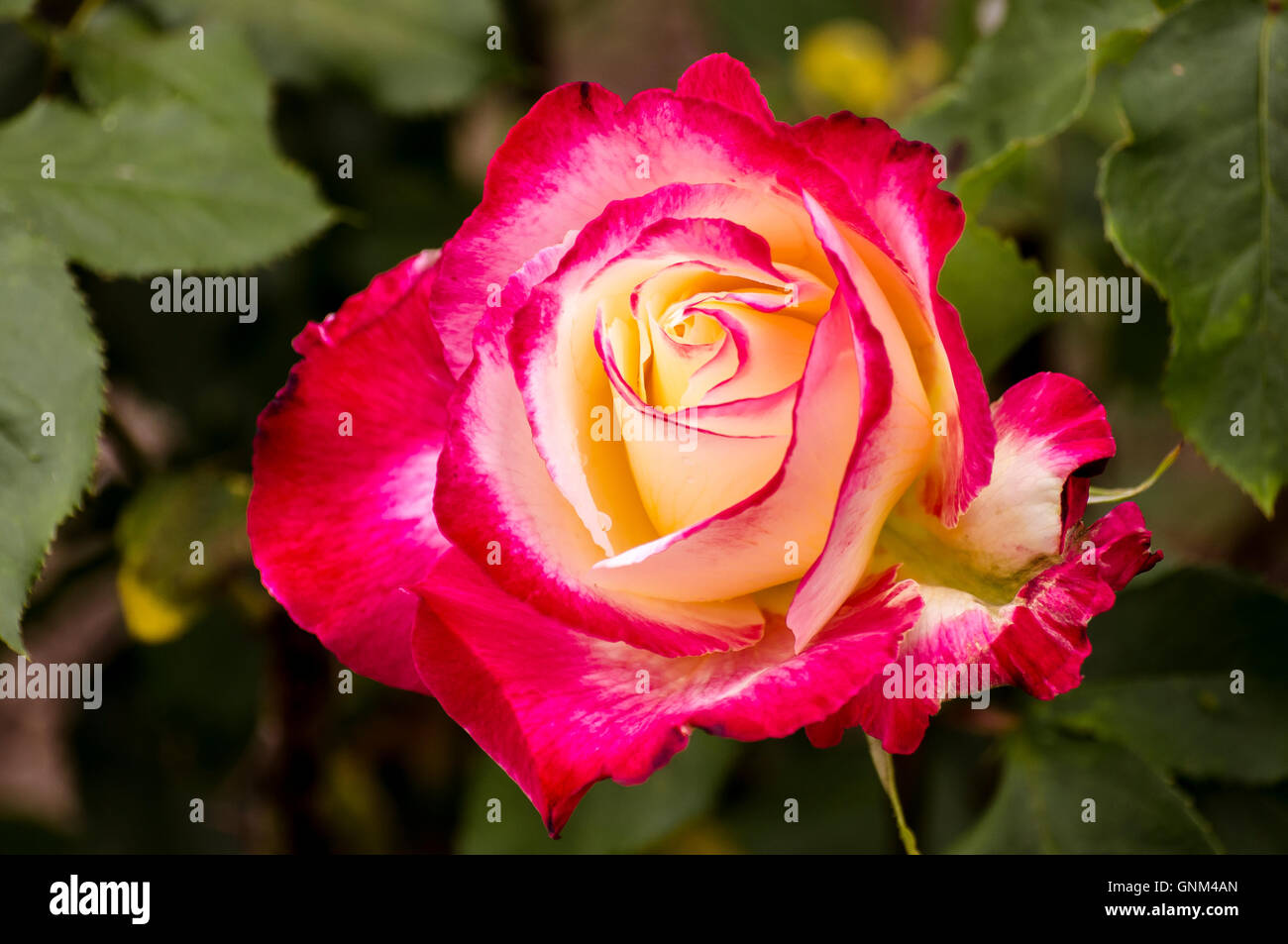 Rosenblütenkopf aus der Nähe in voller Farbe. Stockfoto