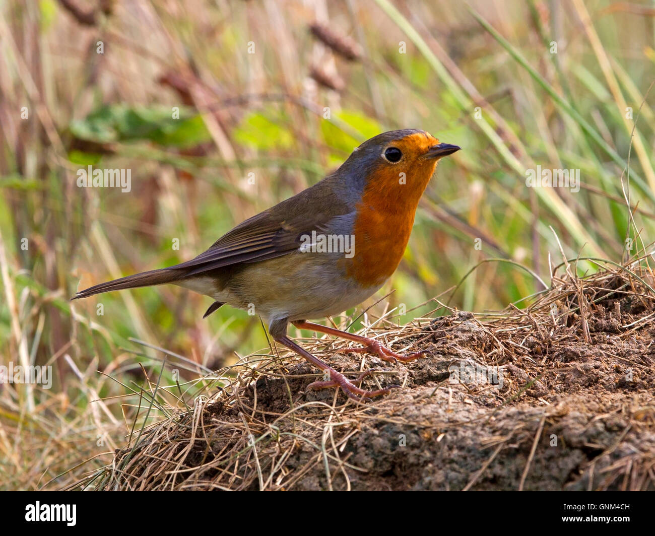 Rotkehlchen thront auf Hügel, Ameisenhaufen Stockfoto