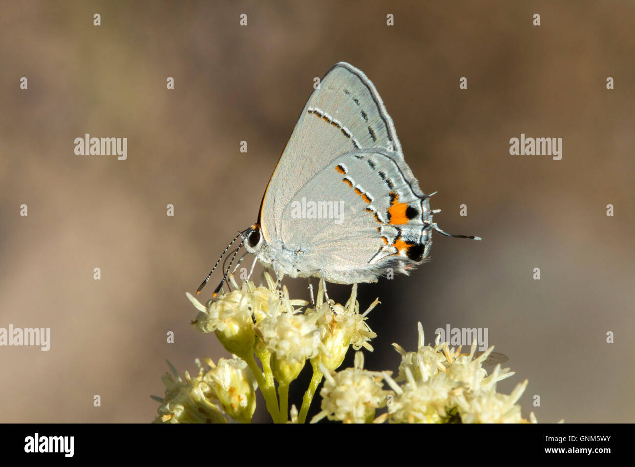 Gray Zipfelfalter Strymon Melimus Santa Rita Mountains, Arizona, USA 28 August Erwachsene auf sickern Weide (Baccharis sali Stockfoto