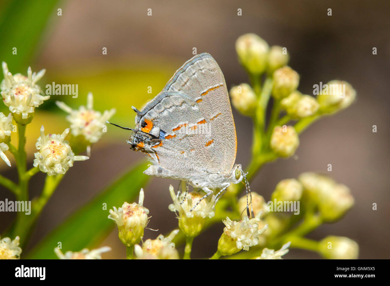 Leda Ministreak Ministrymon Leda Santa Rita Mountains, Arizona, USA 28 August Erwachsenen Lycaenidae Theclina Stockfoto