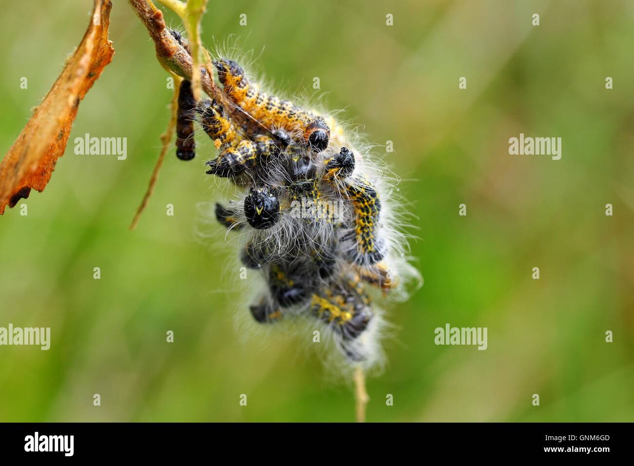 Buff Tipp Motte catterpillars Stockfoto