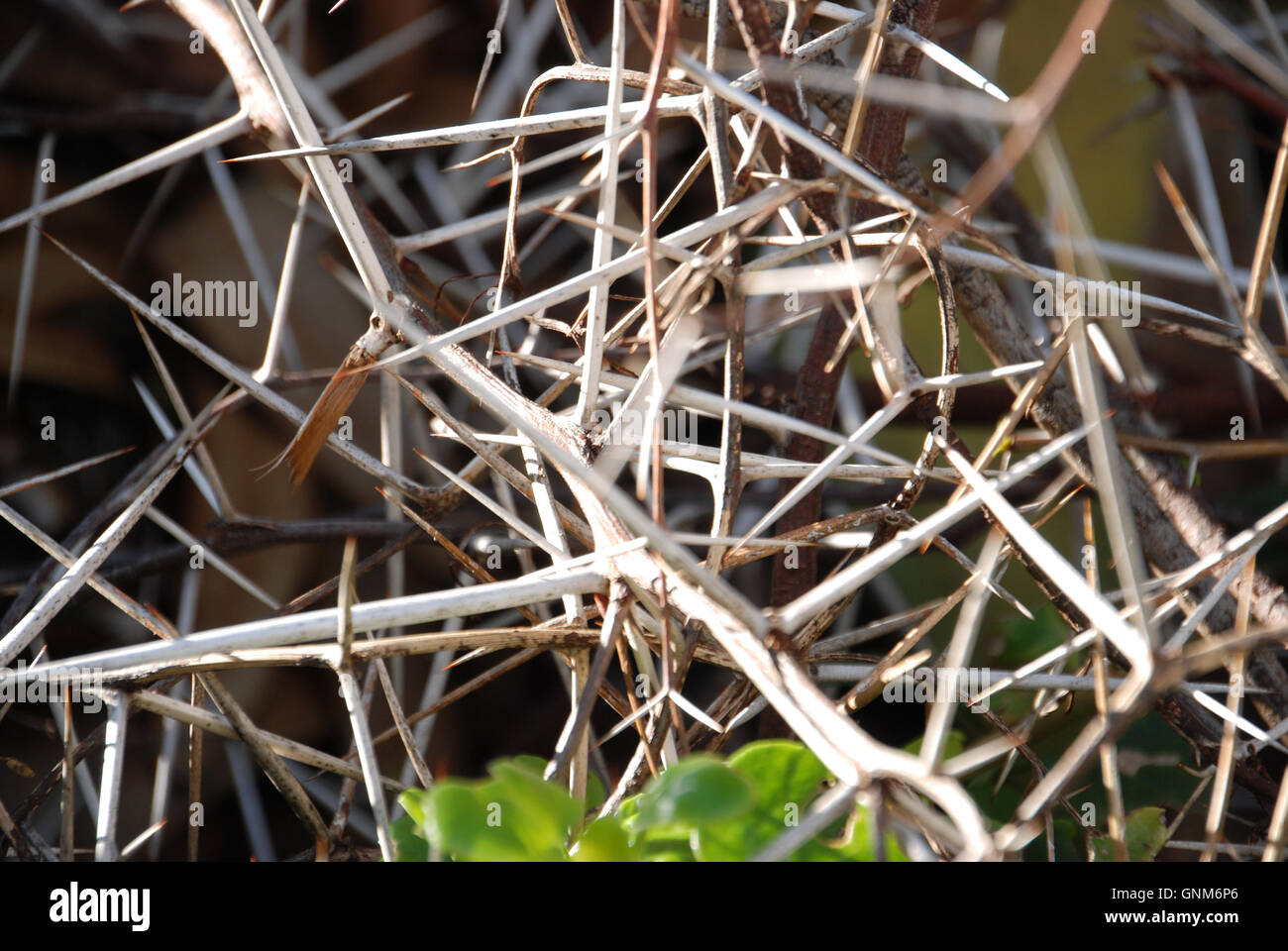 Sehr lange scharfe Spitzen oder gefährlichen Dornen Stockfoto