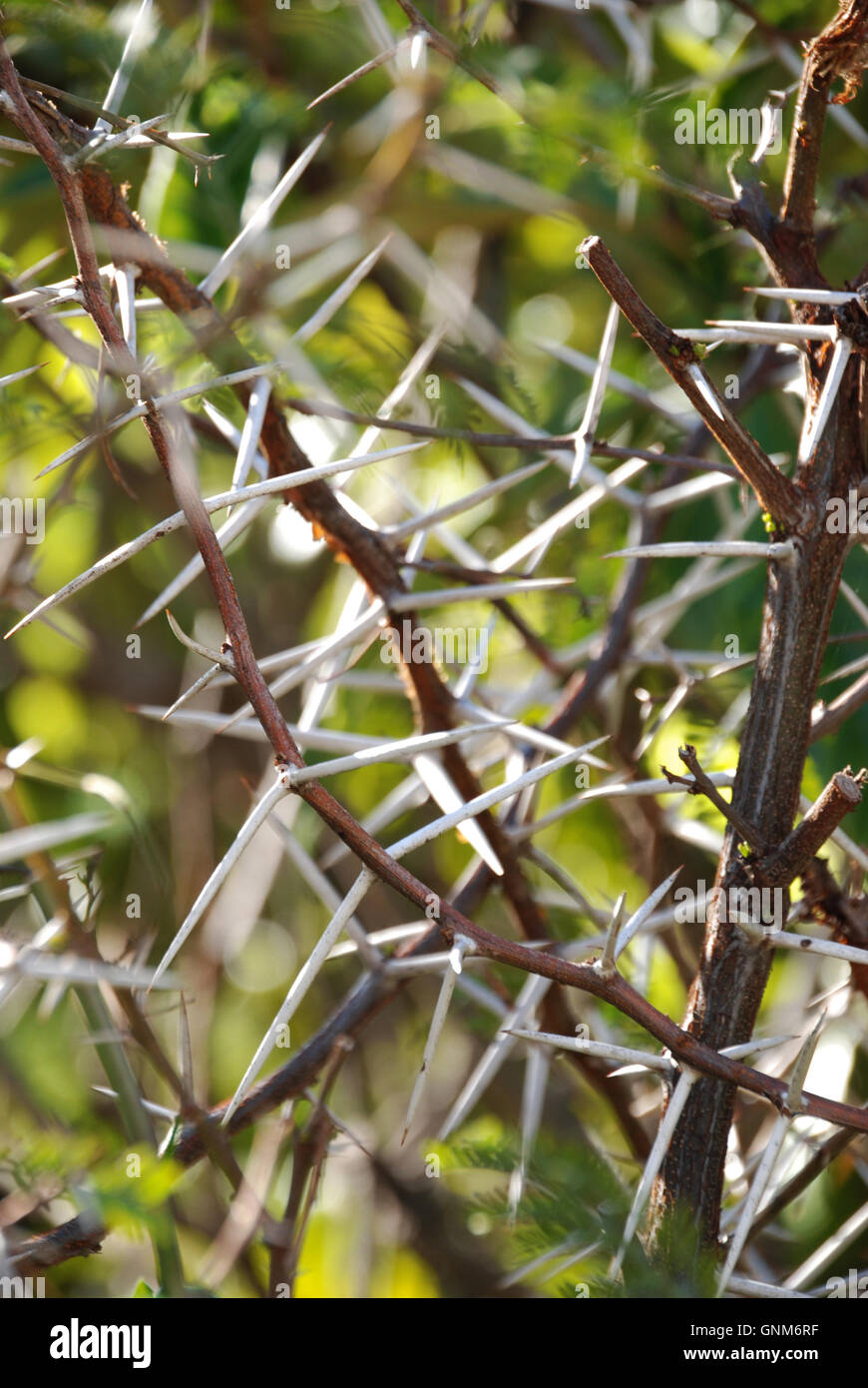 Masse des undurchdringlichen lange scharfe Dornen in einen Dornbusch Stockfoto