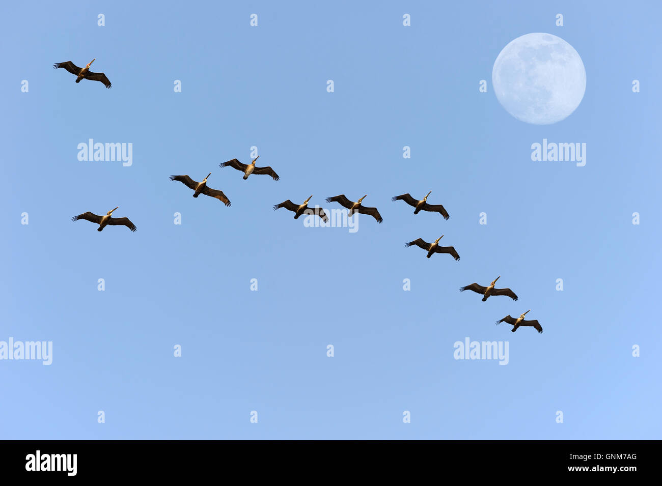 Vogelzug ist eine Herde von großen Vögel fliegen in Formation gegen einen blauen Himmel und tagsüber Mond. Stockfoto