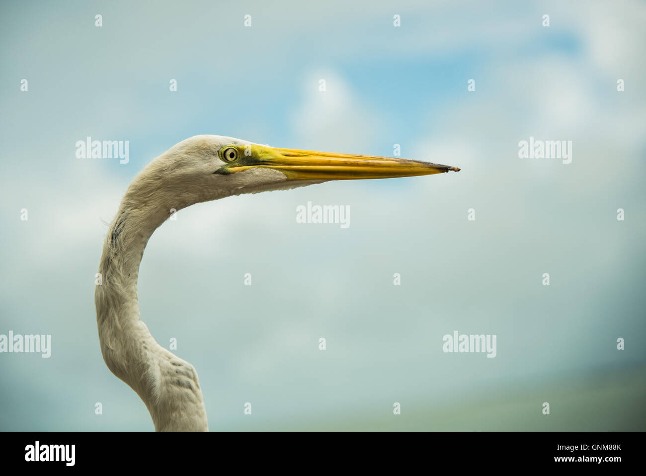 Silberreiher auf Anna Maria Island, Florida mit bewölktem Himmelshintergrund Stockfoto
