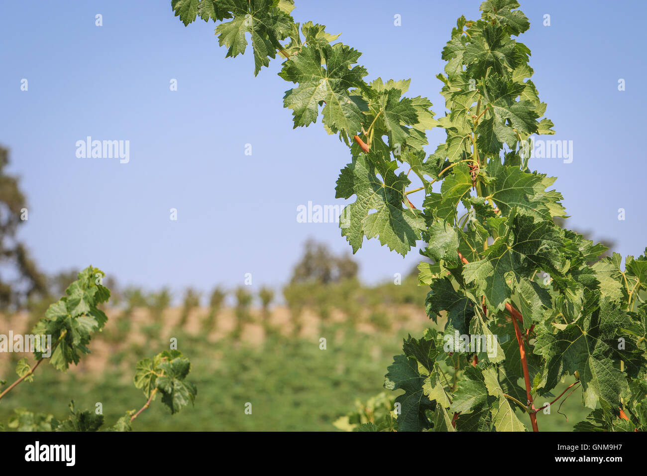 Trauben wachsen in San Luis Obispo Stockfoto