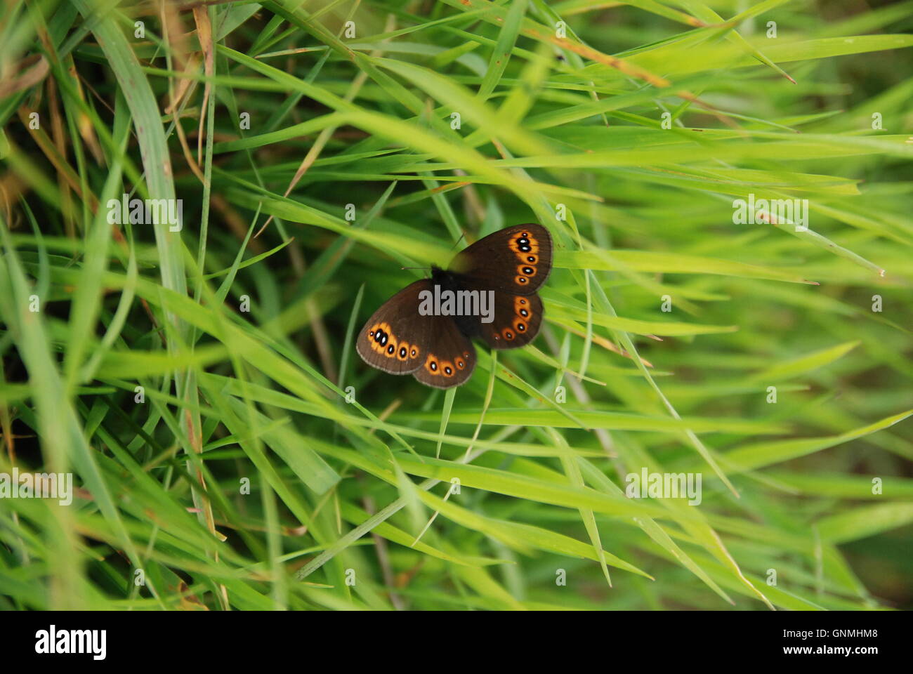 Braue Schmetterling im Rasen Stockfoto