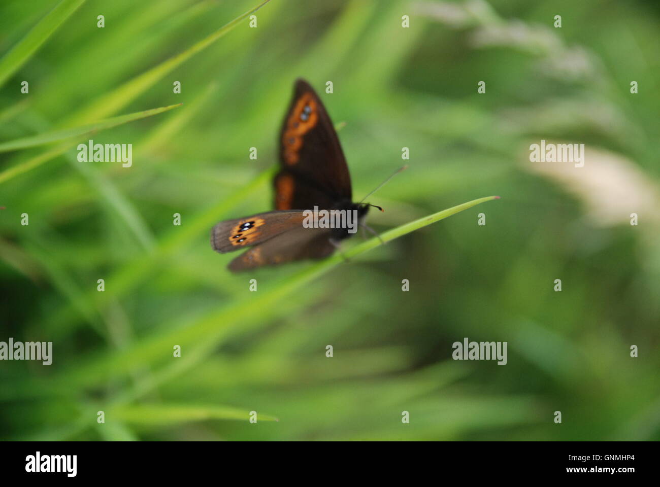 Braue Schmetterling im Rasen Stockfoto