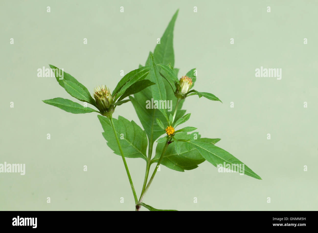 Dreiteiliger zweizahn Fotos und Bildmaterial in hoher Auflösung Alamy