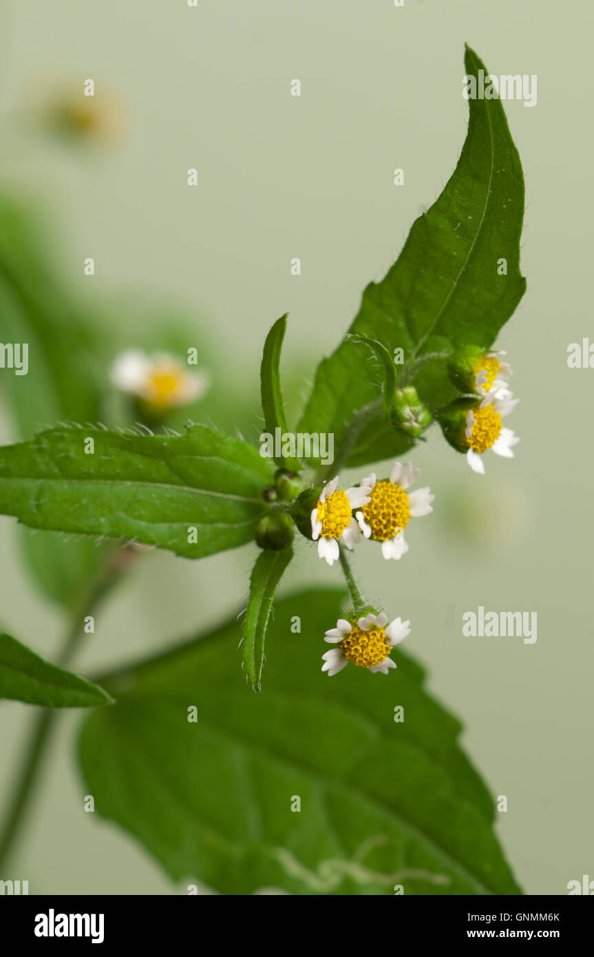 Galinsoga Blumen auf grünem Hintergrund, Nahaufnahme Stockfoto