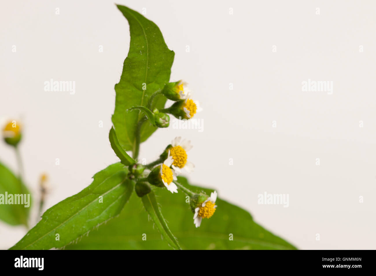 Galinsoga Blumen auf grünem Hintergrund, Nahaufnahme Stockfoto