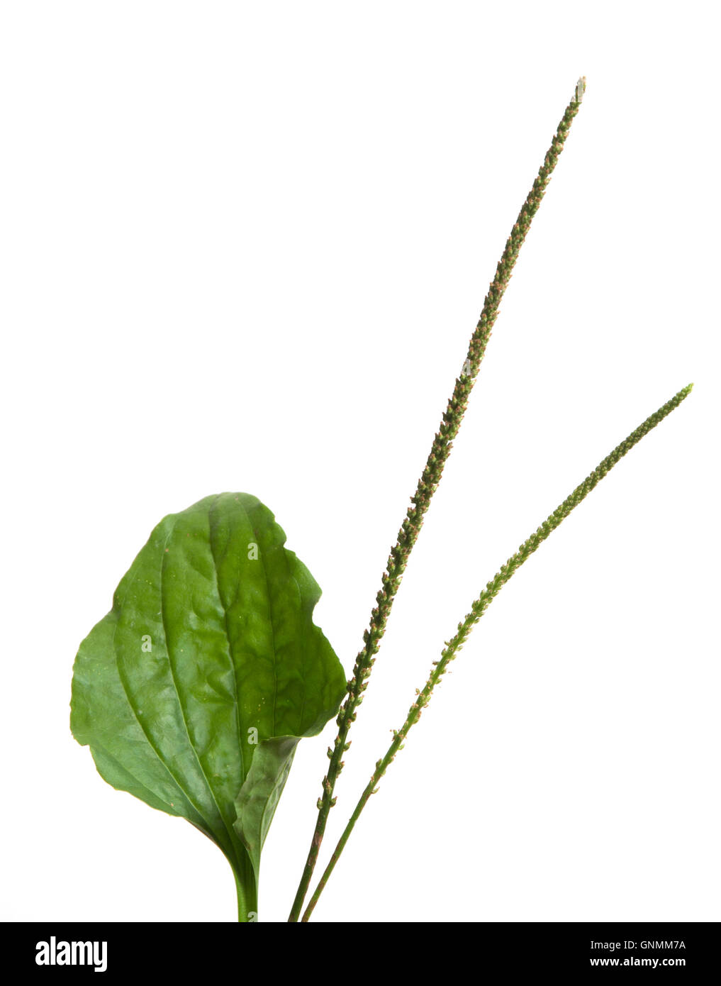 Plantago großen isoliert auf weißem Hintergrund, Nahaufnahme Stockfoto