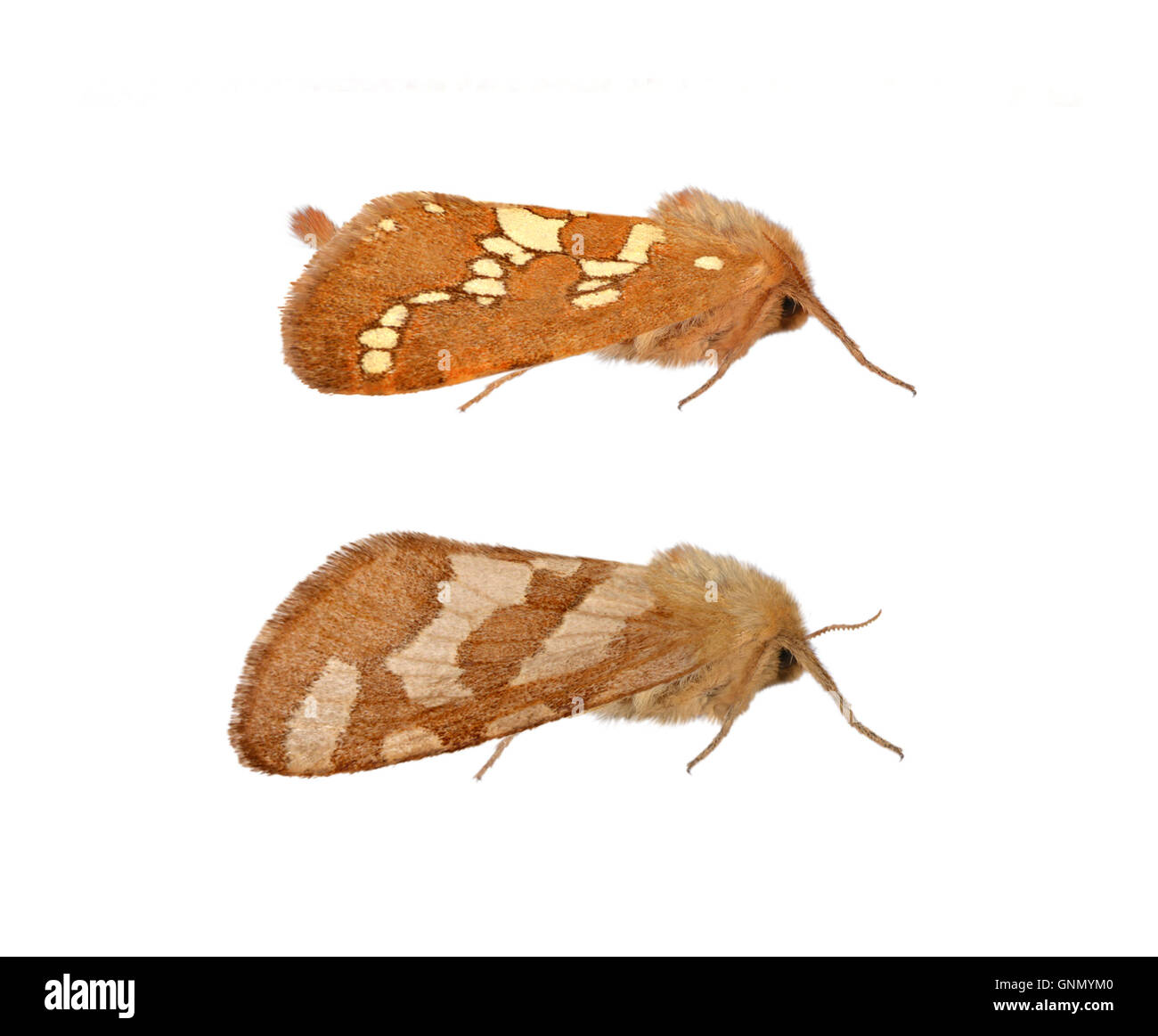 Gold Swift - Phymatopus Hecta 3.004 BF16 Stockfoto
