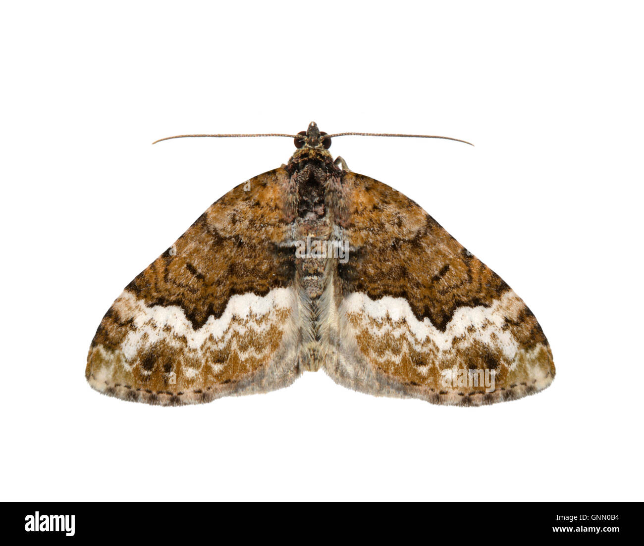 70.064 (1793) gehüllt Teppich - Euphyia Biangulata Stockfoto