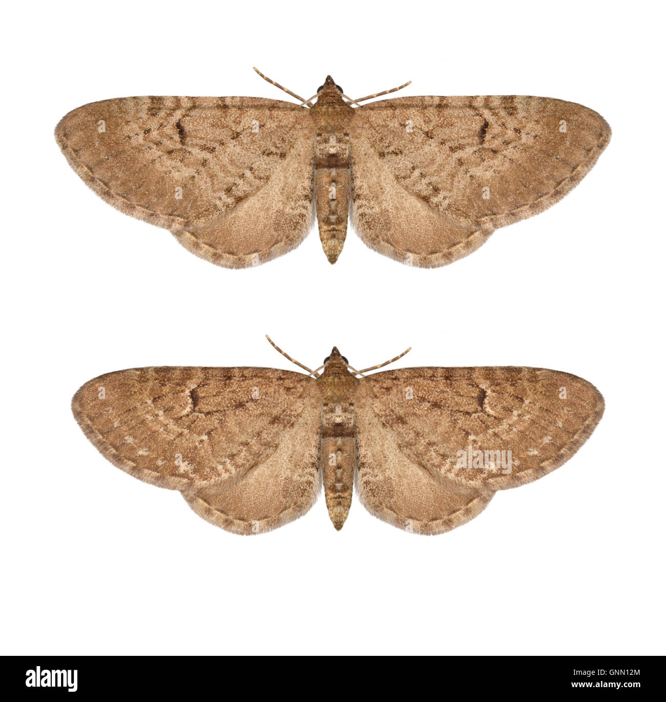 70.176 (1827) Freyer Mops - Eupithecia Intricata oben = Freyer Mops unten = Edinburgh Mops Stockfoto