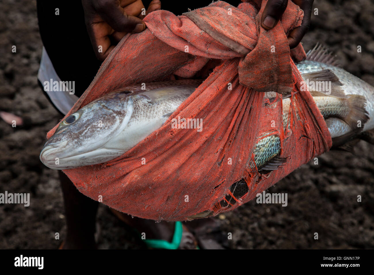 Sierra Leone, gejagt, Fisch, Banana Island, Afrika. Stockfoto