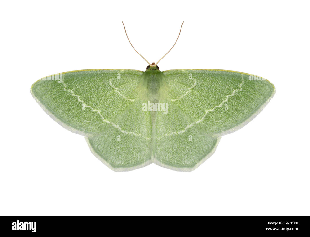 70.306 (1670) kleine Grass Smaragd - Chlorissa Viridata Stockfoto