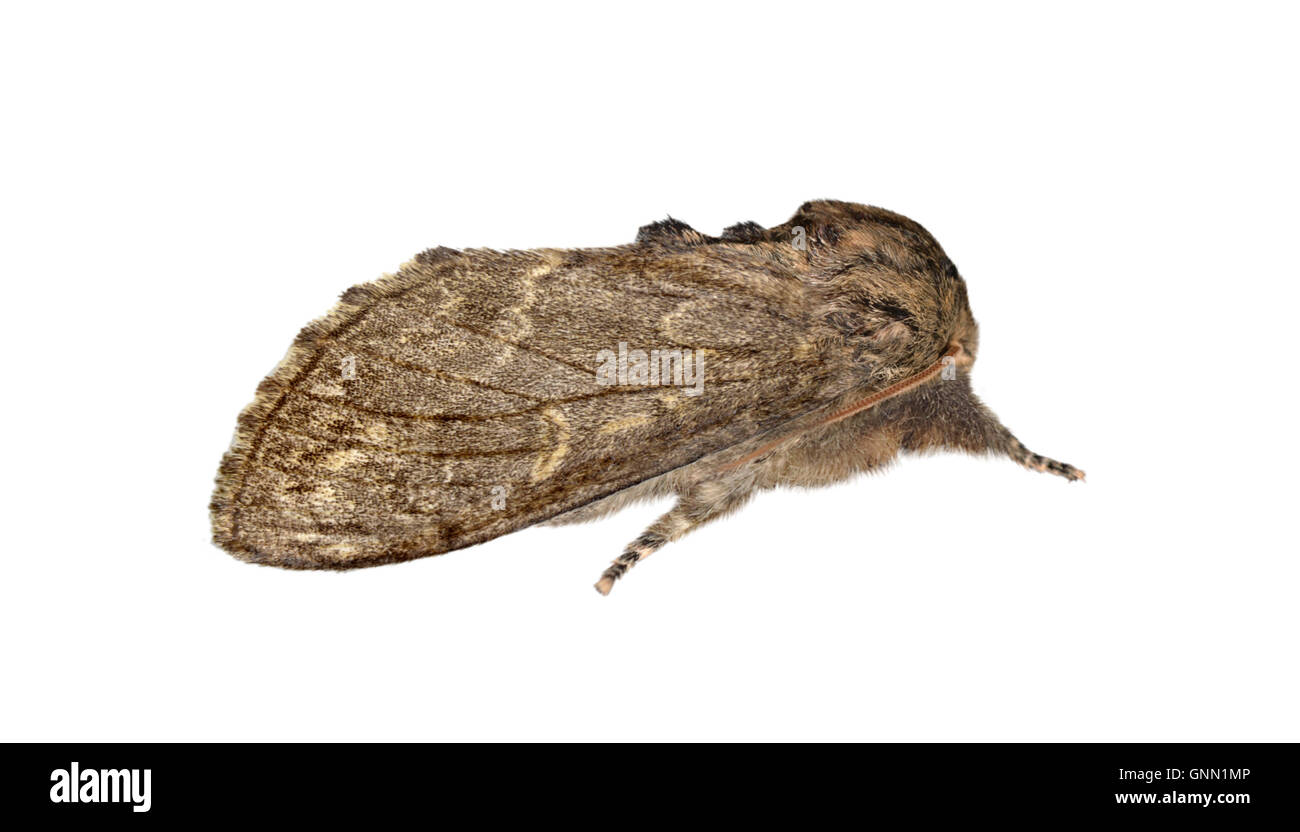 71.014 (2001) große dunkle prominenten - Notodonta Torva Stockfoto